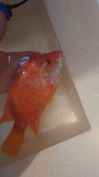 Ciclídeo midas citrinelo