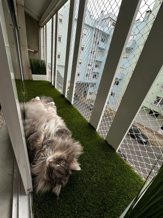 Rede de Proteção para Gatos