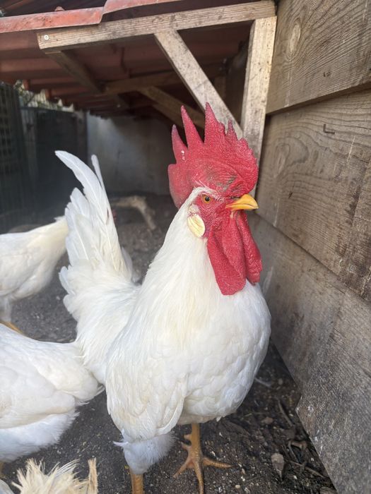 Leghorn  galo adulto