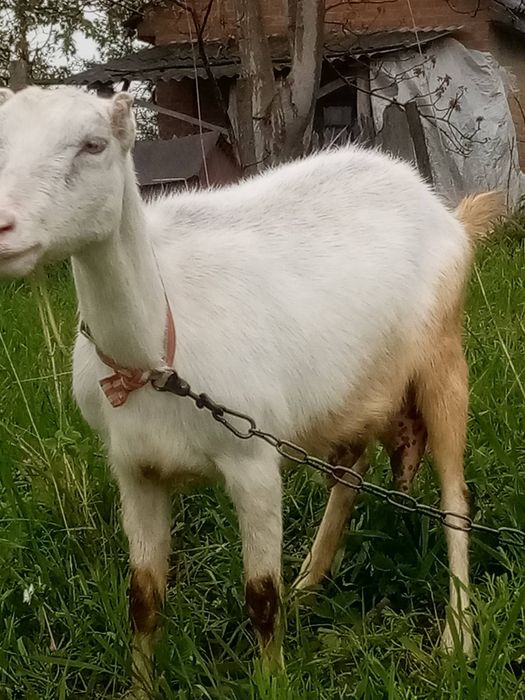 Продам кози зааненська