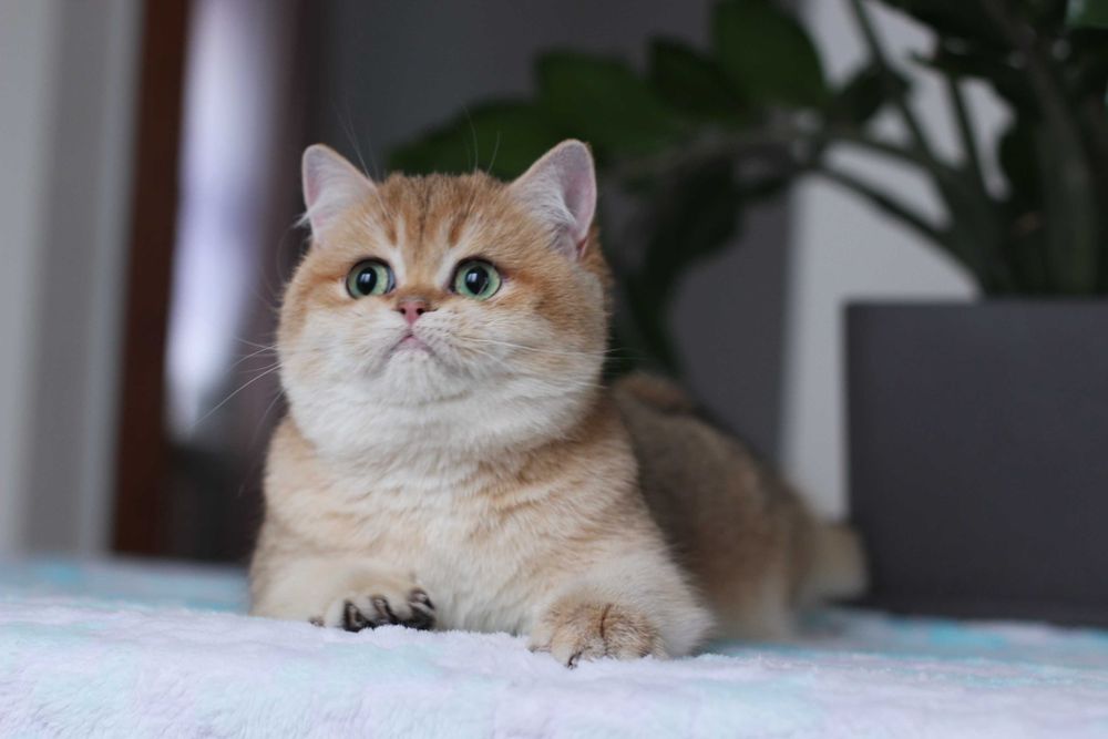 Британсьеі котики та киці