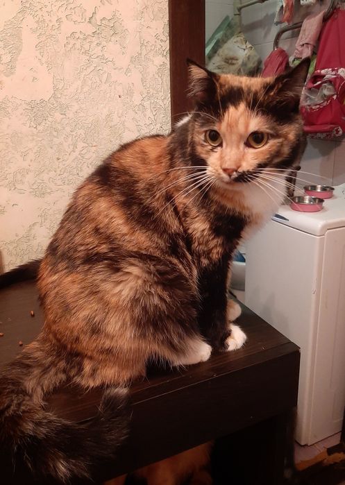 Кошечка шукає дім!