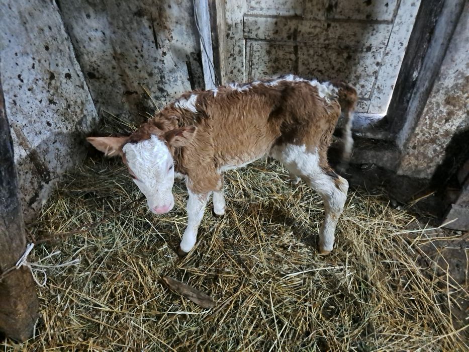 Продається молочне теля