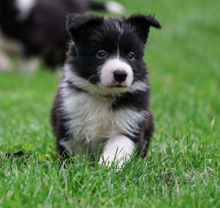 Border Collie -FCI Pies
