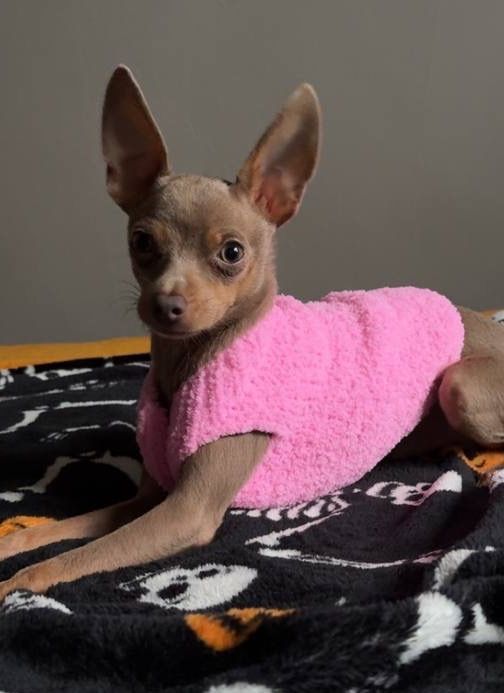 Той терьер цуценята