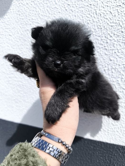 Spitz Anão Lulu da Pomerânia Mini. Menino
