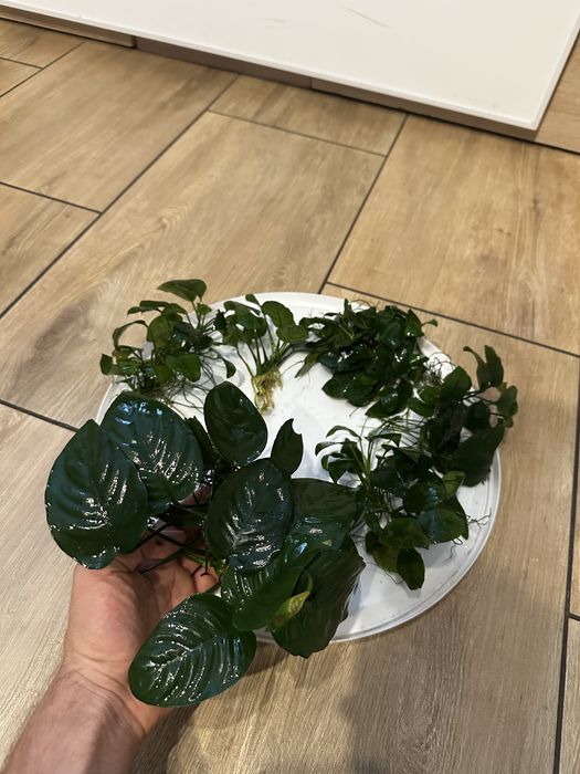 Anubias 6szt zdrowe