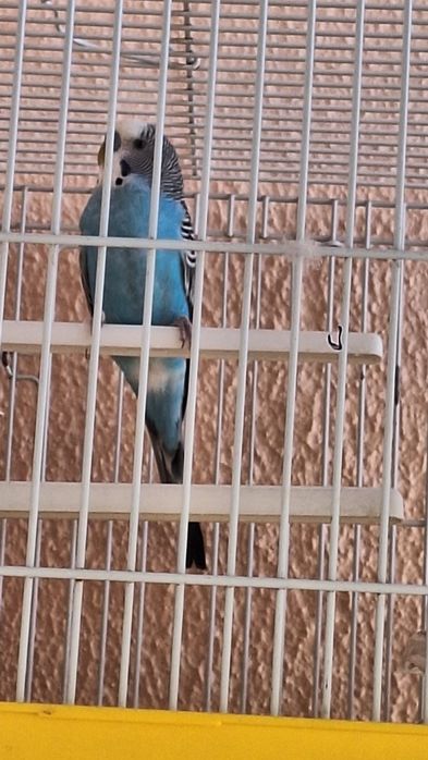 Piriquito australiano azul macho