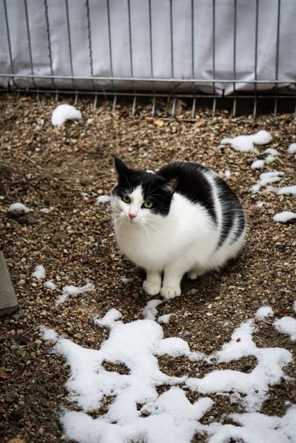 Costa białaczkowa kotka