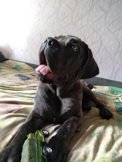 Кане Корсо хлопчик для в'язки