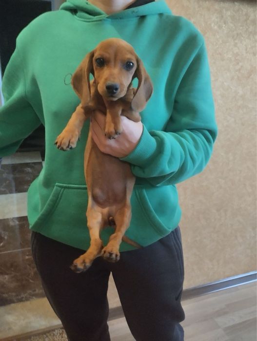 Продам цуценят Таксенят