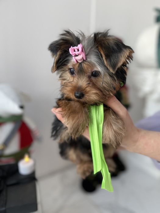 Обіймай і не відпускай  чарівні VIP Йорки тут!