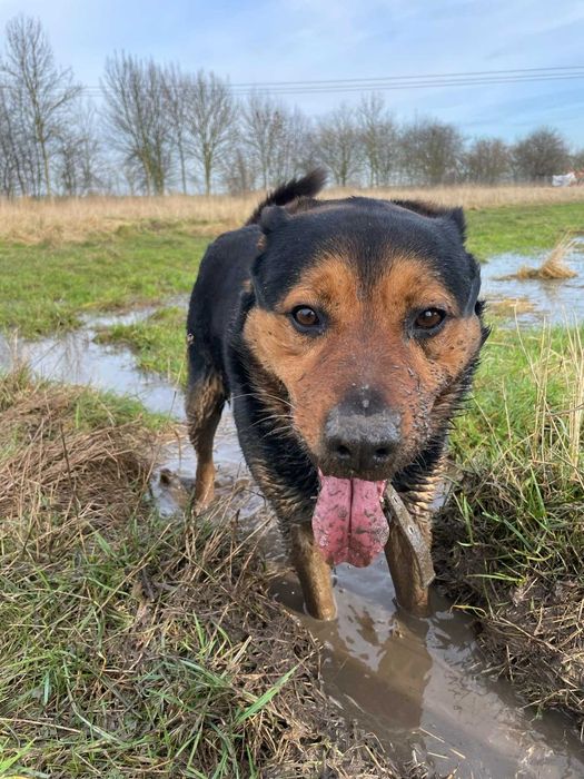 Ramzes - aktywny, mądry pies.