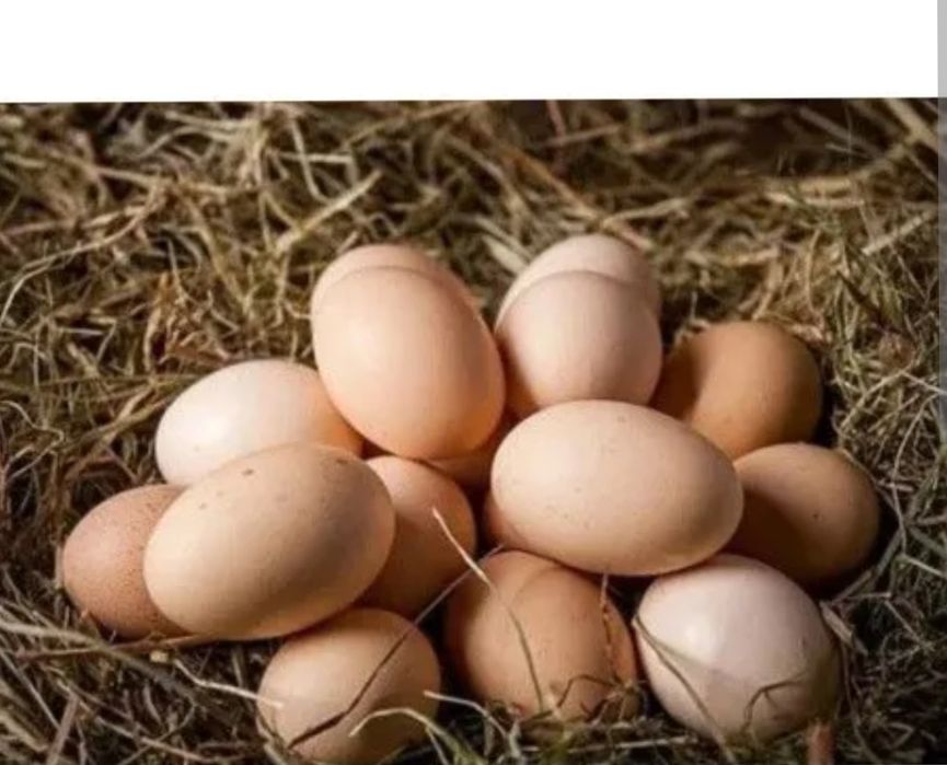 Jajka swojskie!!