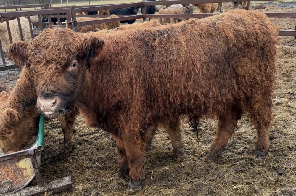 2 roczne byki Galloway (krzyżówki)