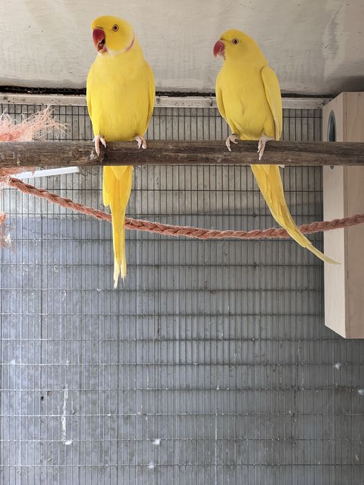 Casal de Ring necks adulto