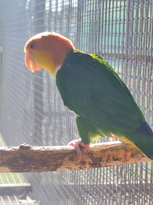 Marianinhas leucogaster leucogaster