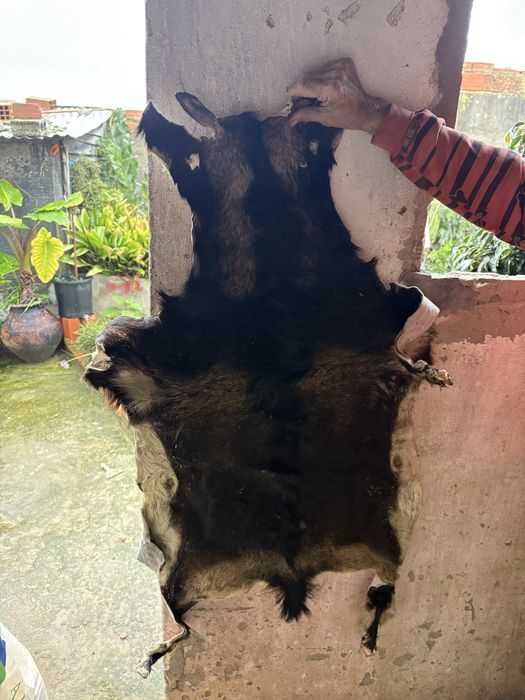 Peles de cabra verdadeira