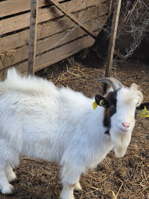 Vendo cabrito  anão