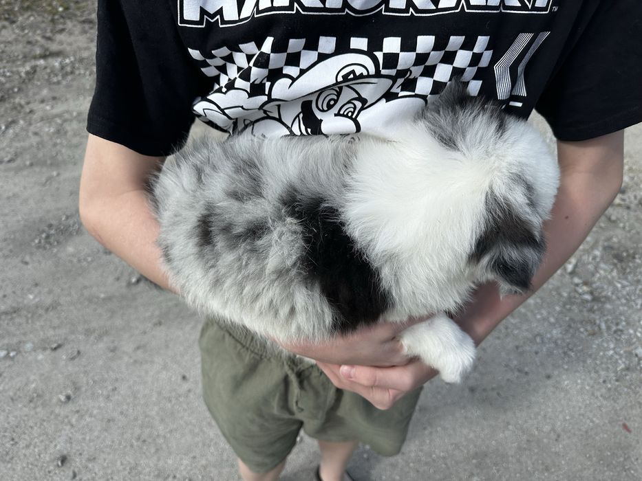 Pies Border collie Blue merle z rodowodem