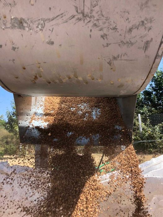 Caroço de Azeitona limpo e seco