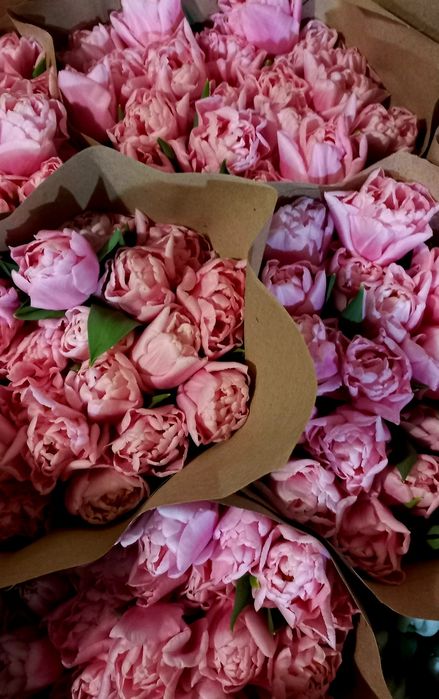 Продам тюльпани опт.