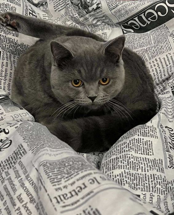 Прямовухий британець кіт для в’язки чекає на побачення