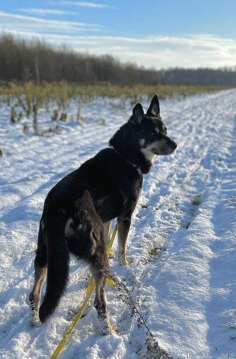 Dojrzały psiak Wojtek szuka domu