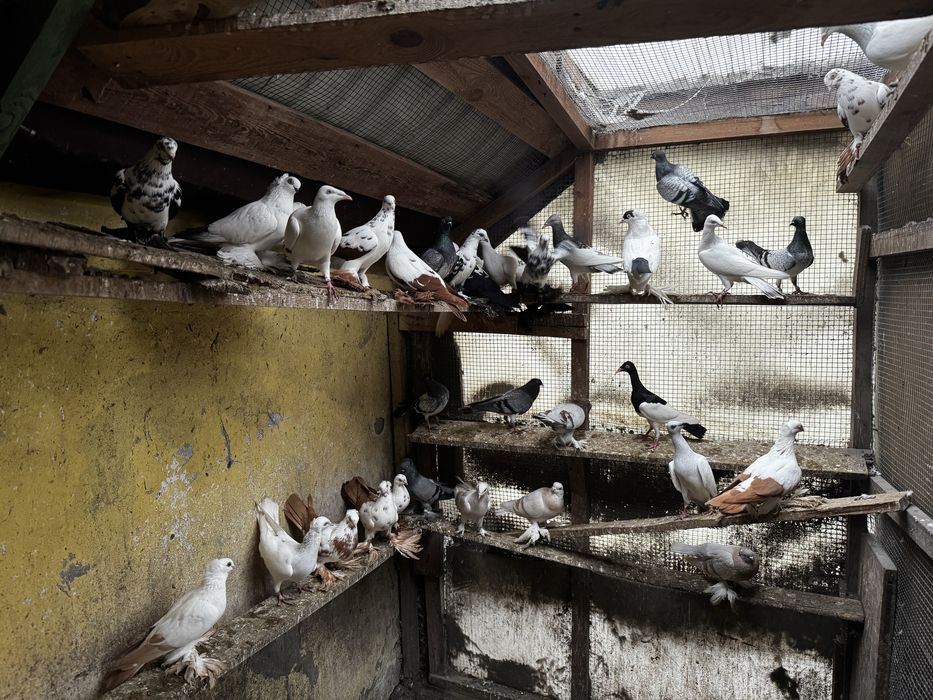 Gołębie hodowlane Raszyn