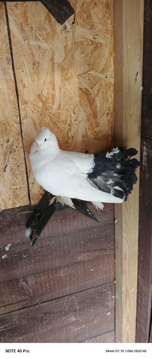 Gołębie ozdobne samczyk