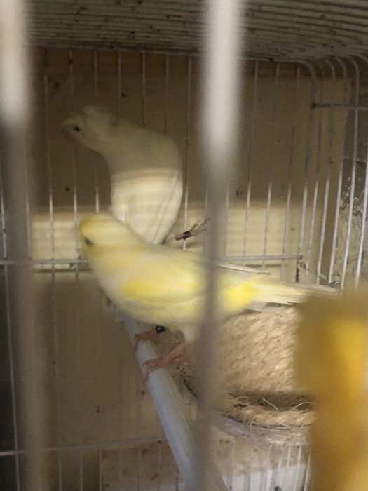 Casais de canarios variadade de raca cores com e sem poupa