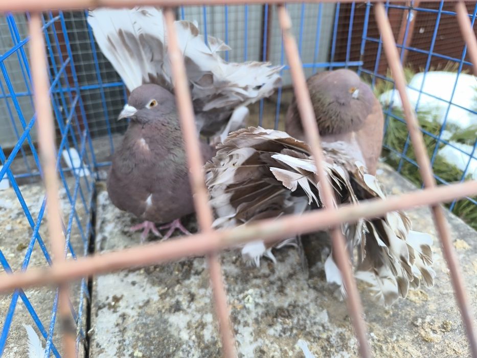 Pawiki na lencie czerwone