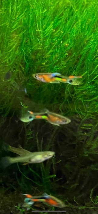 Gupiki endlera dzika odmiana Campoma 25 multicolor, 5 sztuk