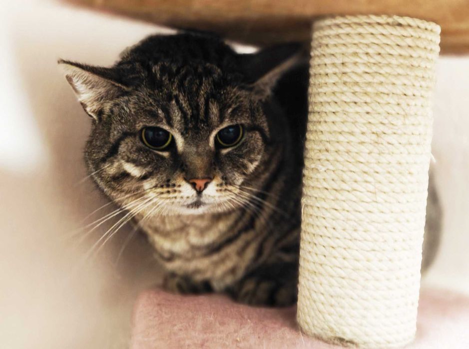 Гарненька ласкава кішечка Аріша терміново, 1.5 р кошка, кішечка, киця