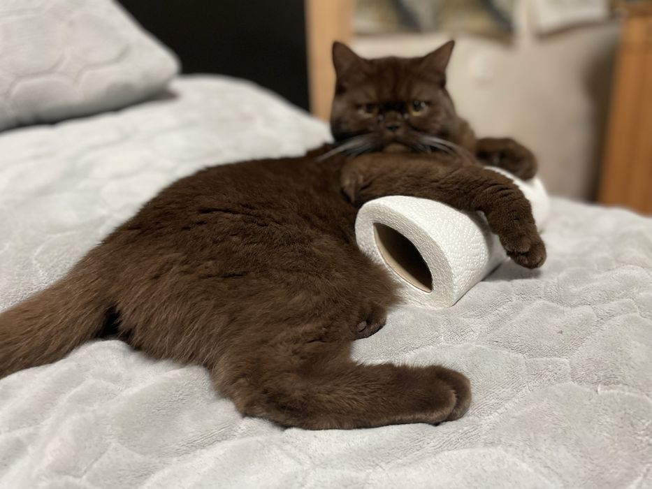 Шотландські кошенята