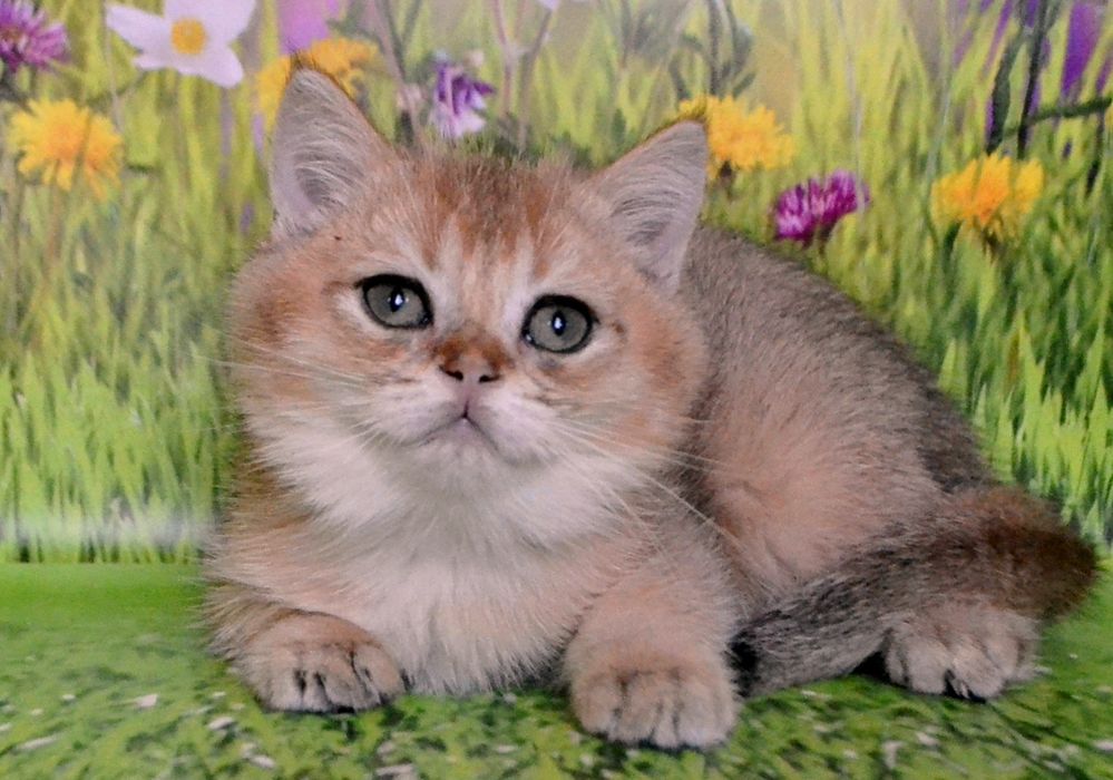 Котята золотые шиншиллы
