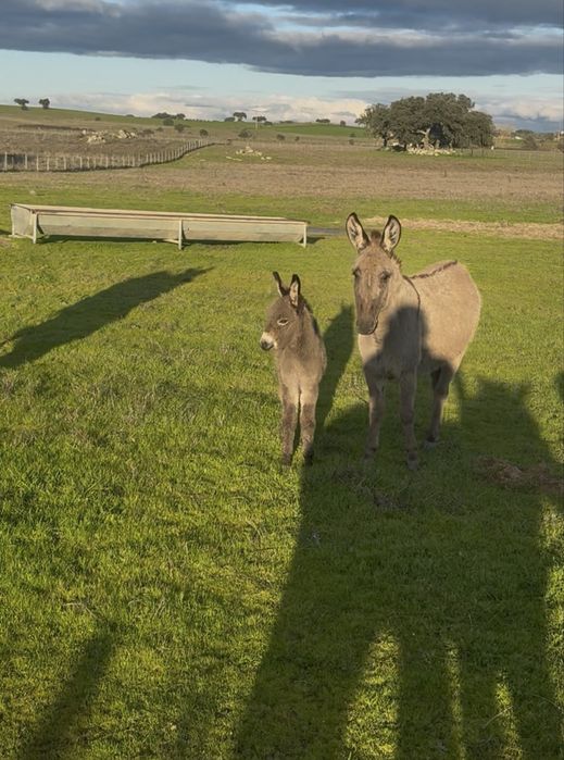 Burro anao com 8 meses