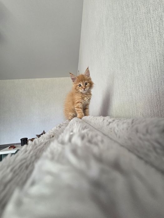 Хлопчик Мейн Кун