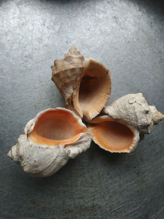 Ракушки,камни морские для аквариума.Рапаны.