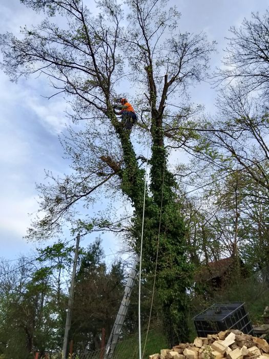 Wycinka drzew, metodą alpinistyczną lub tradycyjną.