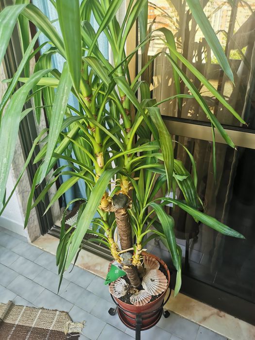 Planta Yucca fantástica