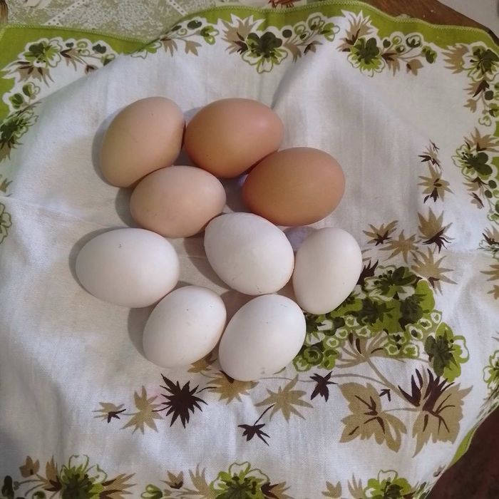 Продам  або обмiняю кури карликовi