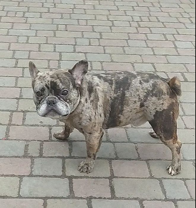 Французький бульдог