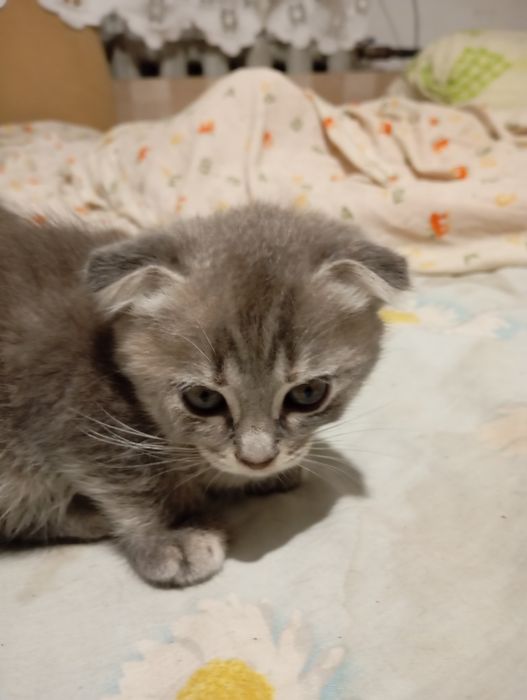 Продам веслоухого котенка