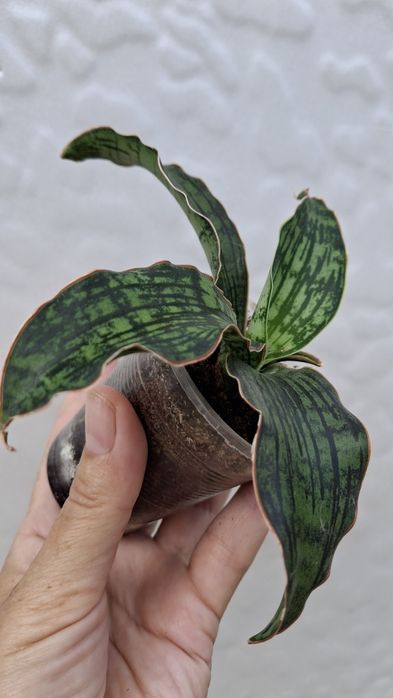 sansevieria cleopatra сансевиерия Клеопатра