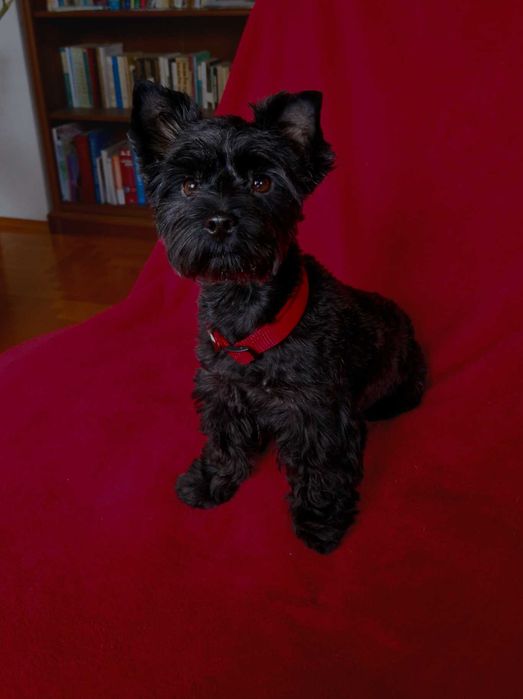 śliczna sunia yorkshire terrier