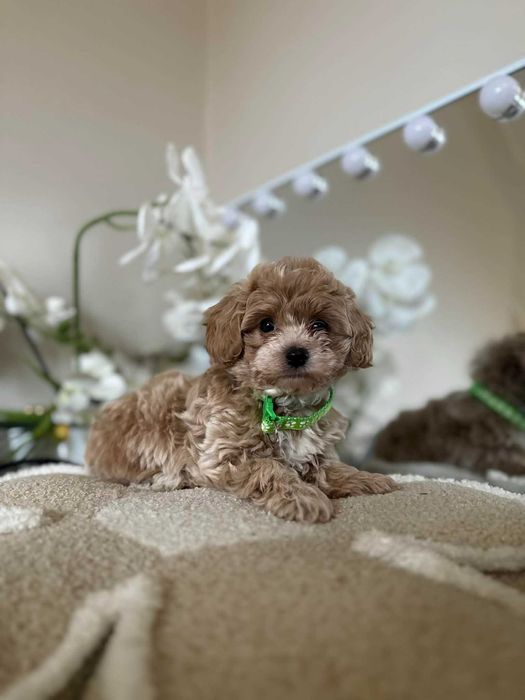 Maltipoo F1B pudel toy/maltipoo przepiękny słodki chłopczyk