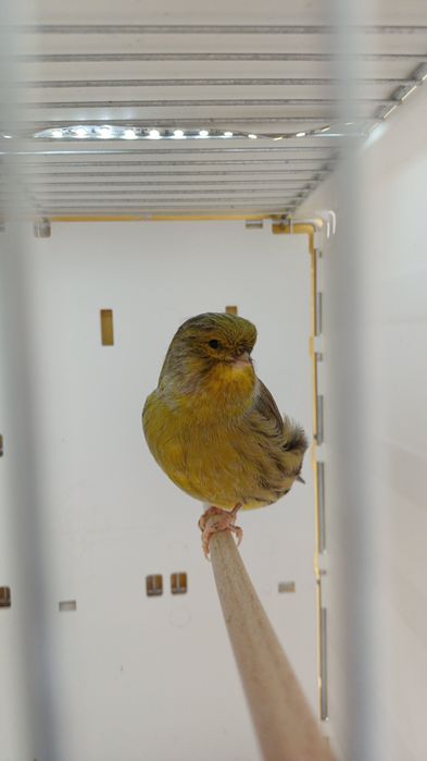 Kanarki Gloster samce nr 19 i 37