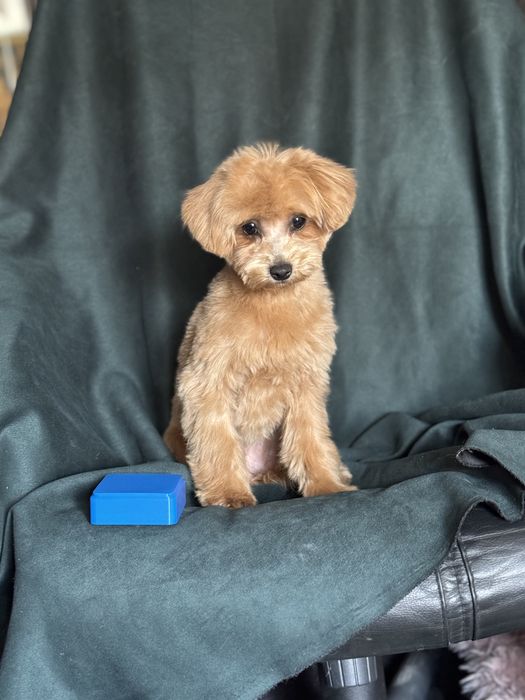 Мини девочка мальтипу