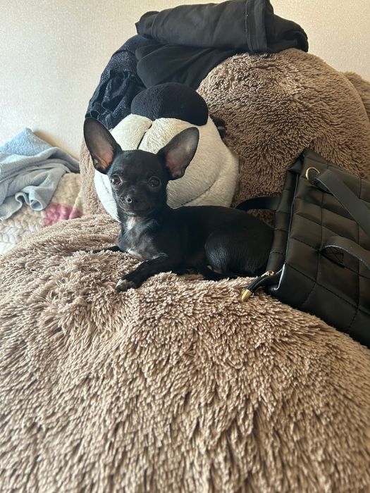 Злучка чихуа, хлопчик